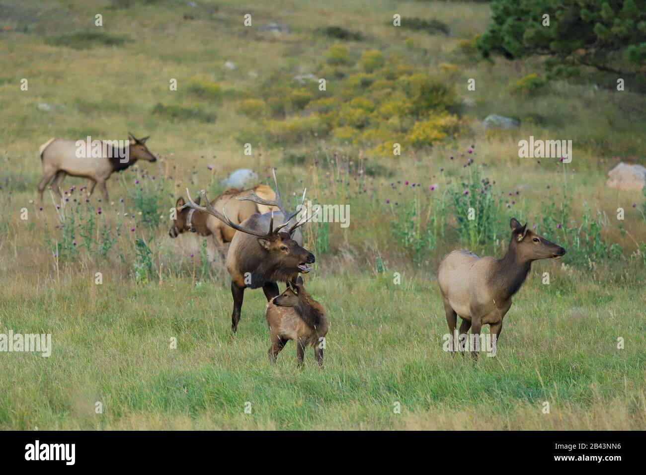Bull scherzt während der Herbstrut im Rocky Mountain National Park, Colorado in, um eine Kuh Elch und ihr Kalb Stockfoto