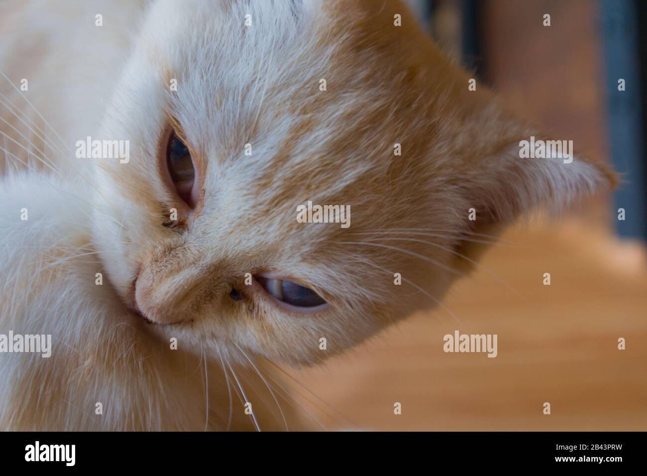 CAT säubert sich mit seltsamen Augen. Hochformat, Unschärfe, Hintergrund. Stockfoto