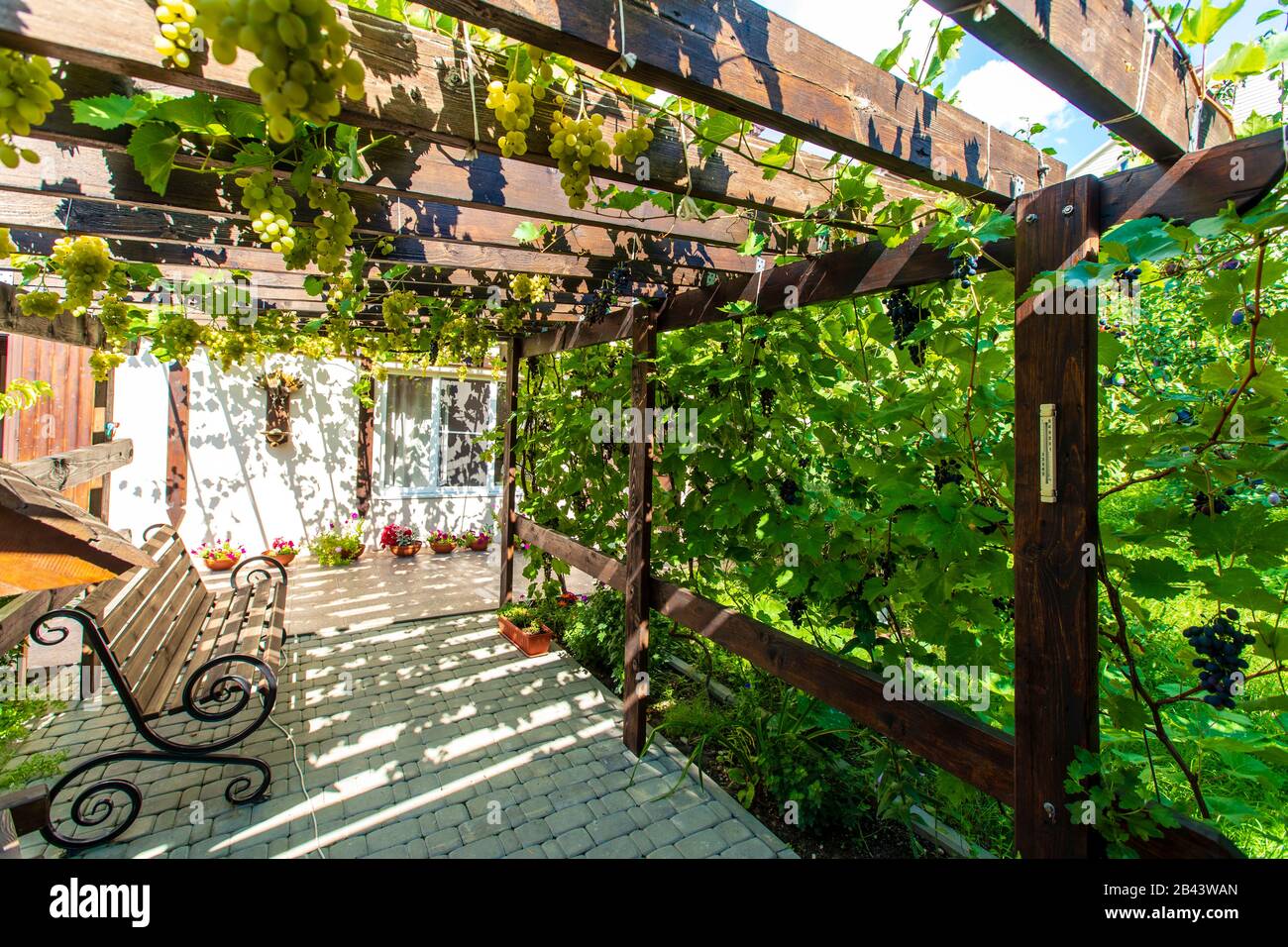 Der Hinterhof des Hauses mit einem Holzdach aus Balken - Pergola. Trauben wachsen an den Stäben und erzeugen einen Schatten. Trauben sind sichtbar Stockfoto