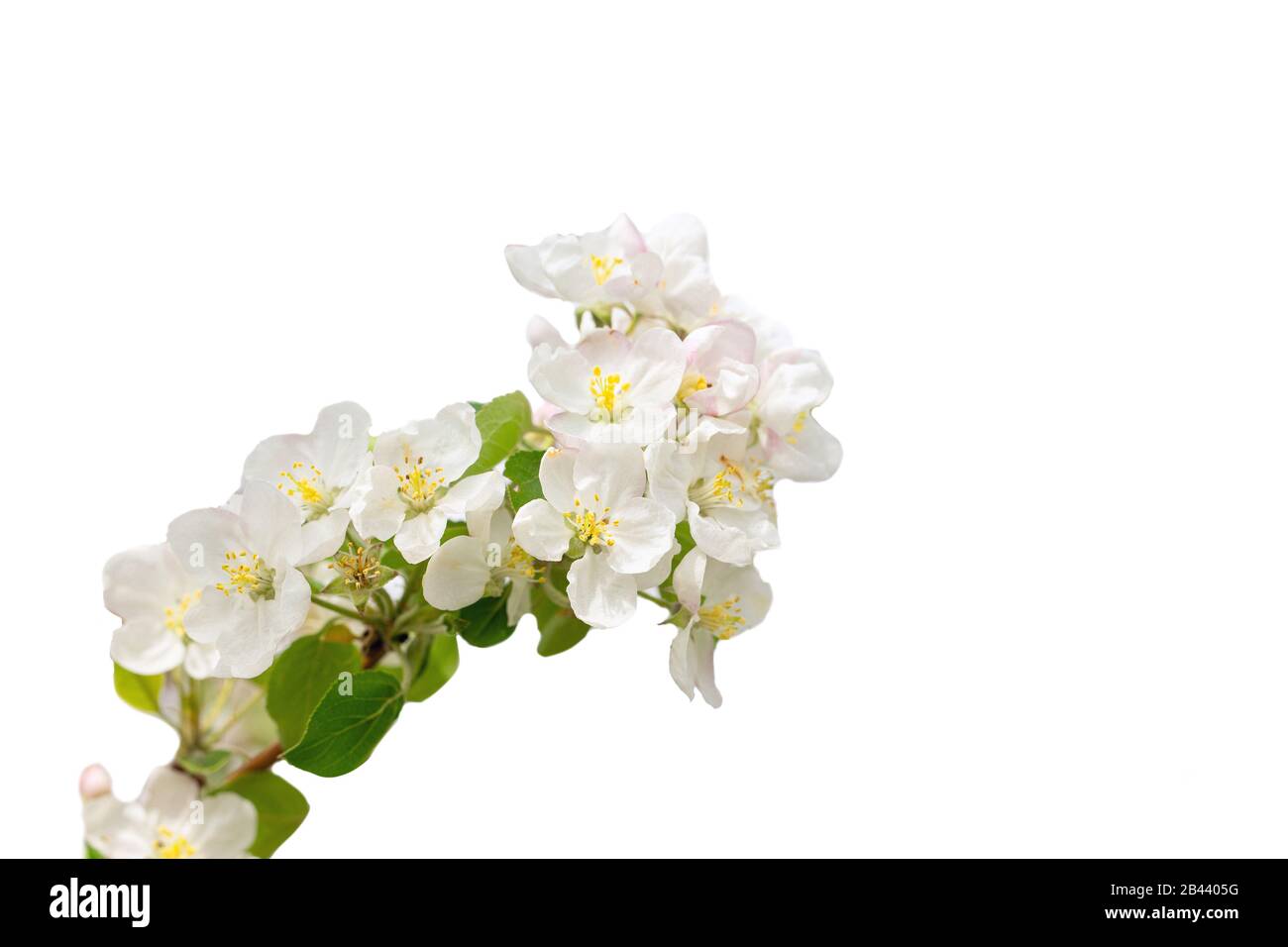 Apfelblütenzweig isoliert auf Weiß, weiße Blumen auf Zweigen. Stockfoto