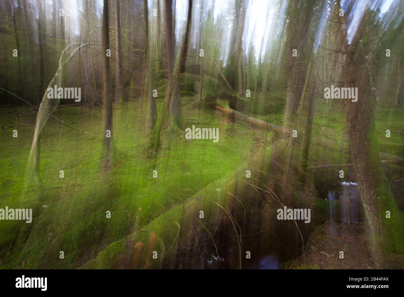 Abstrakter Märchenwald in Årvoldtangen nahe dem See Vansjø in Østfold, Norwegen. Stockfoto