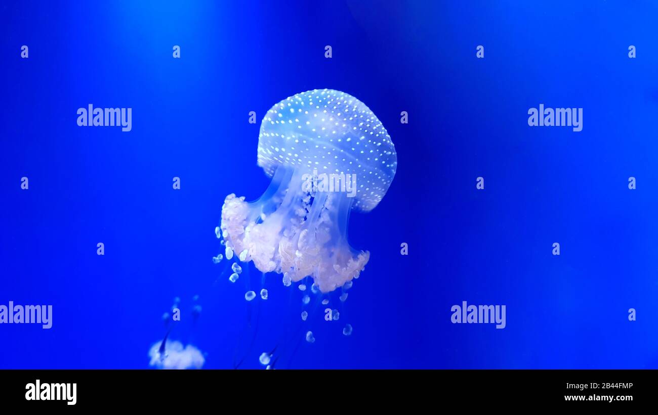 Schöne bunte Quallen im Aquarium. Qualle vom Meer. Stockfoto