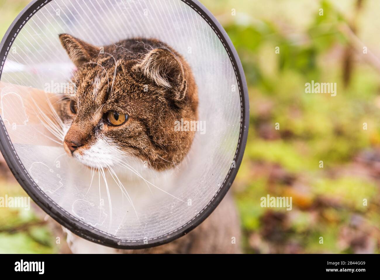 Katze im tierärztlichen weißen Kunststoffkegel, genannt E-Kragen (elisabethanischer Kragen) auf dem Kopf, während der Genesung nach der Operation. Natürlicher Gartenhintergrund. Stockfoto