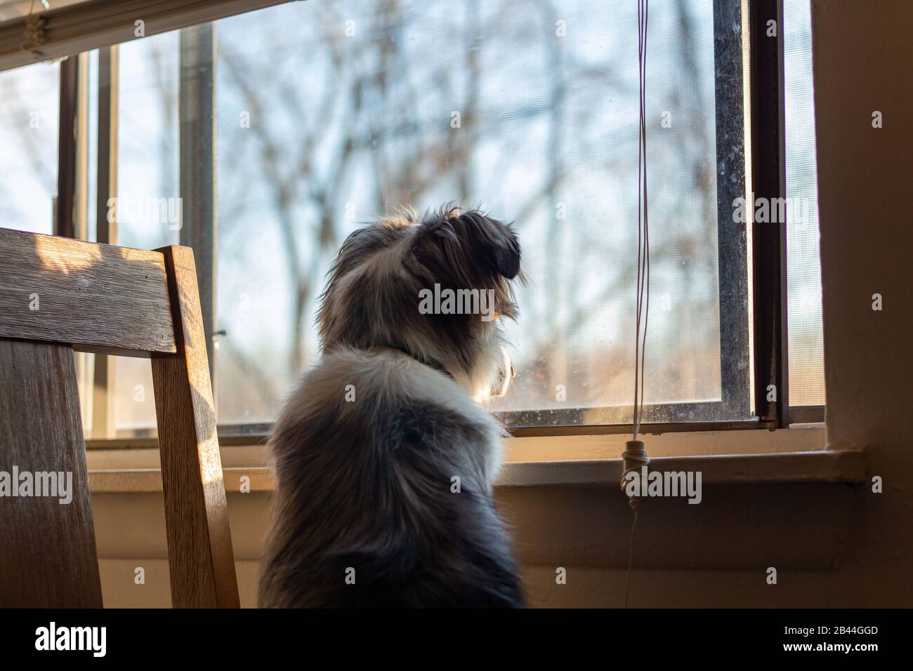 Der kleine australische Shepherded Dog sieht den Sonnenuntergang aus dem Fenster. Stockfoto