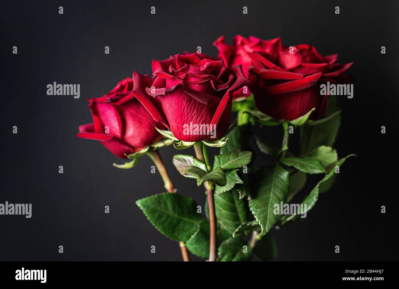Rote Rosen auf schwarzem Grund. Dunkler Blumenhintergrund. Nahaufnahme. Stockfoto