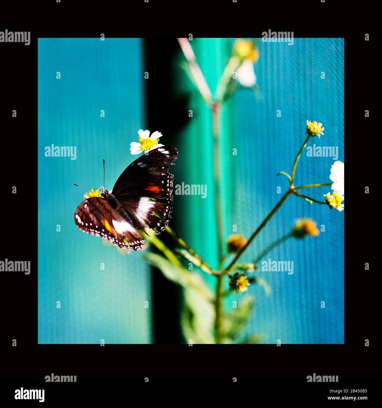 Schöne Schmetterlinge in der Natur, im Garten und Schmetterlingshaus East Coast Australia an