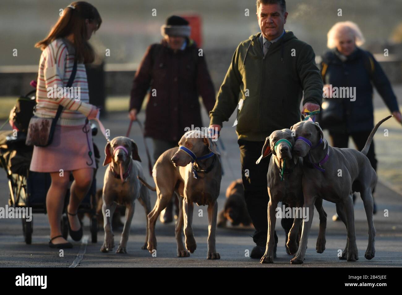 Eine Gruppe von Weimaranern trifft am zweiten Tag der Crufts Dog Show im Birmingham National Exhibition Centre (NEC) ein. PA Foto. Ausgabedatum: Freitag, 6. März 2020. Siehe PA Story ANIMALS Crufts. Der Lichtbildkredit sollte lauten: Jacob King/PA Wire Stockfoto