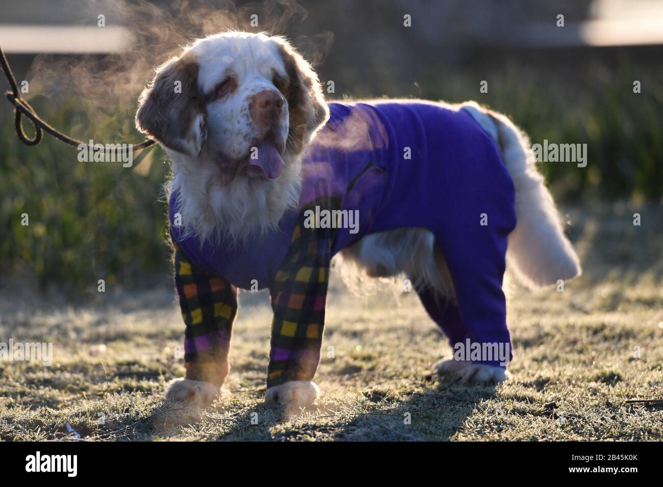 Bosun, ein Klumber-Spaniel, kommt am zweiten Tag der Crufts Dog Show im Birmingham National Exhibition Centre (NEC) an. PA Foto. Ausgabedatum: Freitag, 6. März 2020. Siehe PA Story ANIMALS Crufts. Der Lichtbildkredit sollte lauten: Jacob King/PA Wire Stockfoto