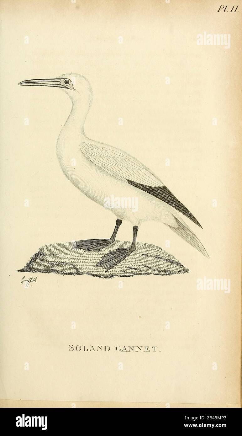 Soland Gannet aus dem Band von "General Zoology or Systematic Natural History" von der britischen Naturforscherin George Shaw (1751-1813) aus dem Jahr 1825. Shaw schrieb den Text (auf Englisch und Latein). Er war Arzt, Fellow der Royal Society, Mitbegründer der Linnean Society und Zoologe am British Museum. Eingraviert von Frau Griffith Stockfoto