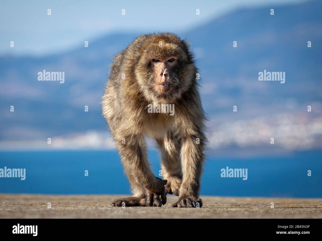 Barbary Affe in Gibraltar Stockfoto