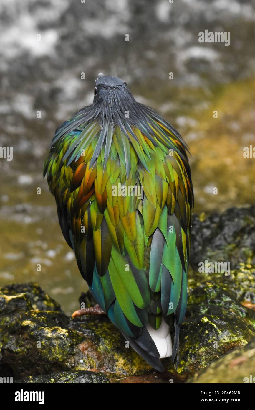 Eine Nahaufnahme der Rückenfedern der nikobaren Taube (Taube) (Caloenas nicobarica), die auf dem Boden sitzen und einen Blick auf schöne grüne und schwarze Hochglanzfarben haben. Stockfoto