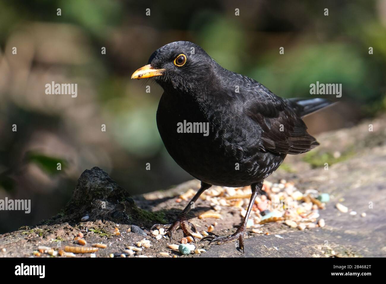 Amsel (Turdus Merula) Stockfoto