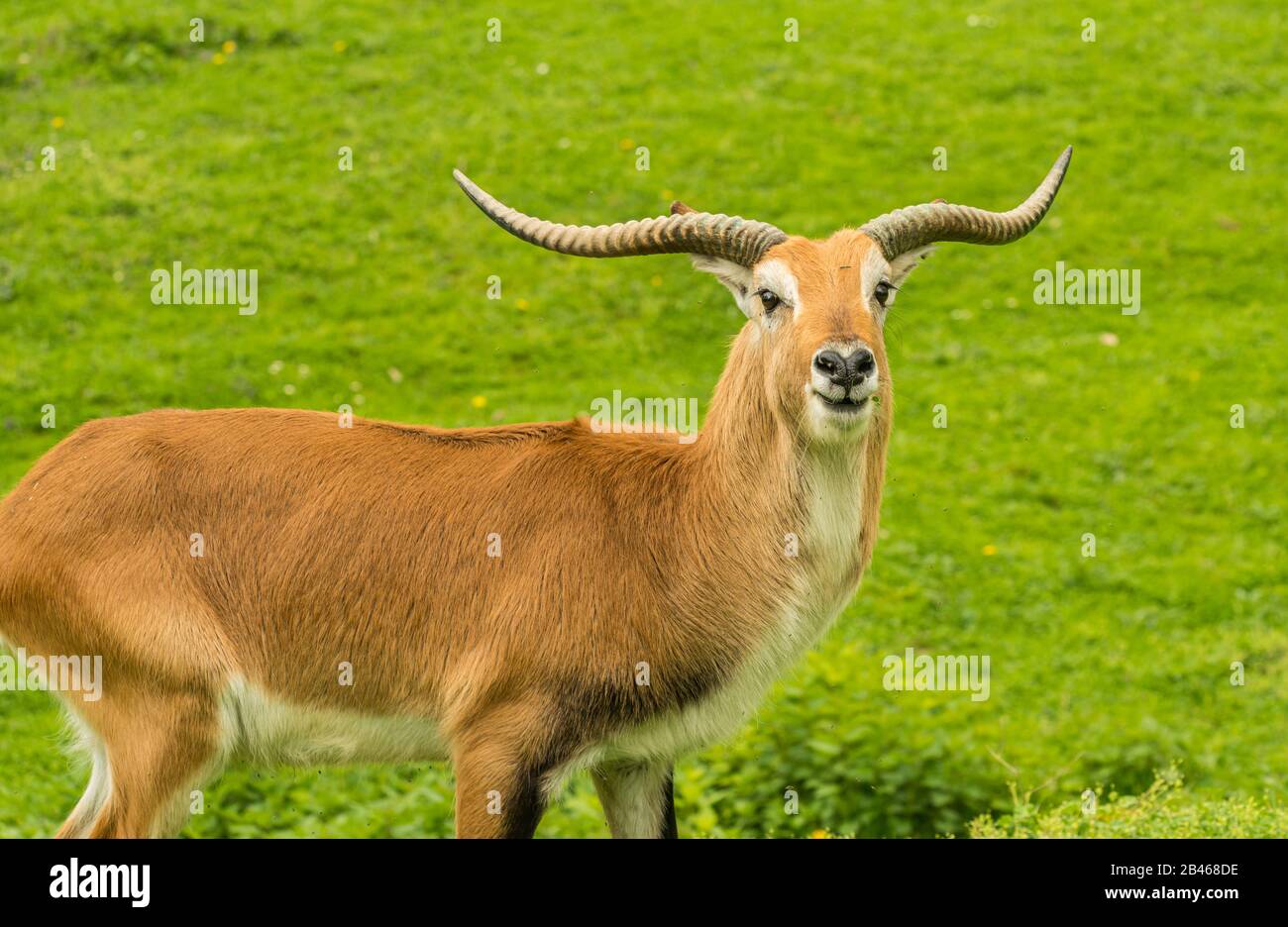 Porträt der gemordeten Antilope, umgeben von Grün, im Zoo Stockfoto