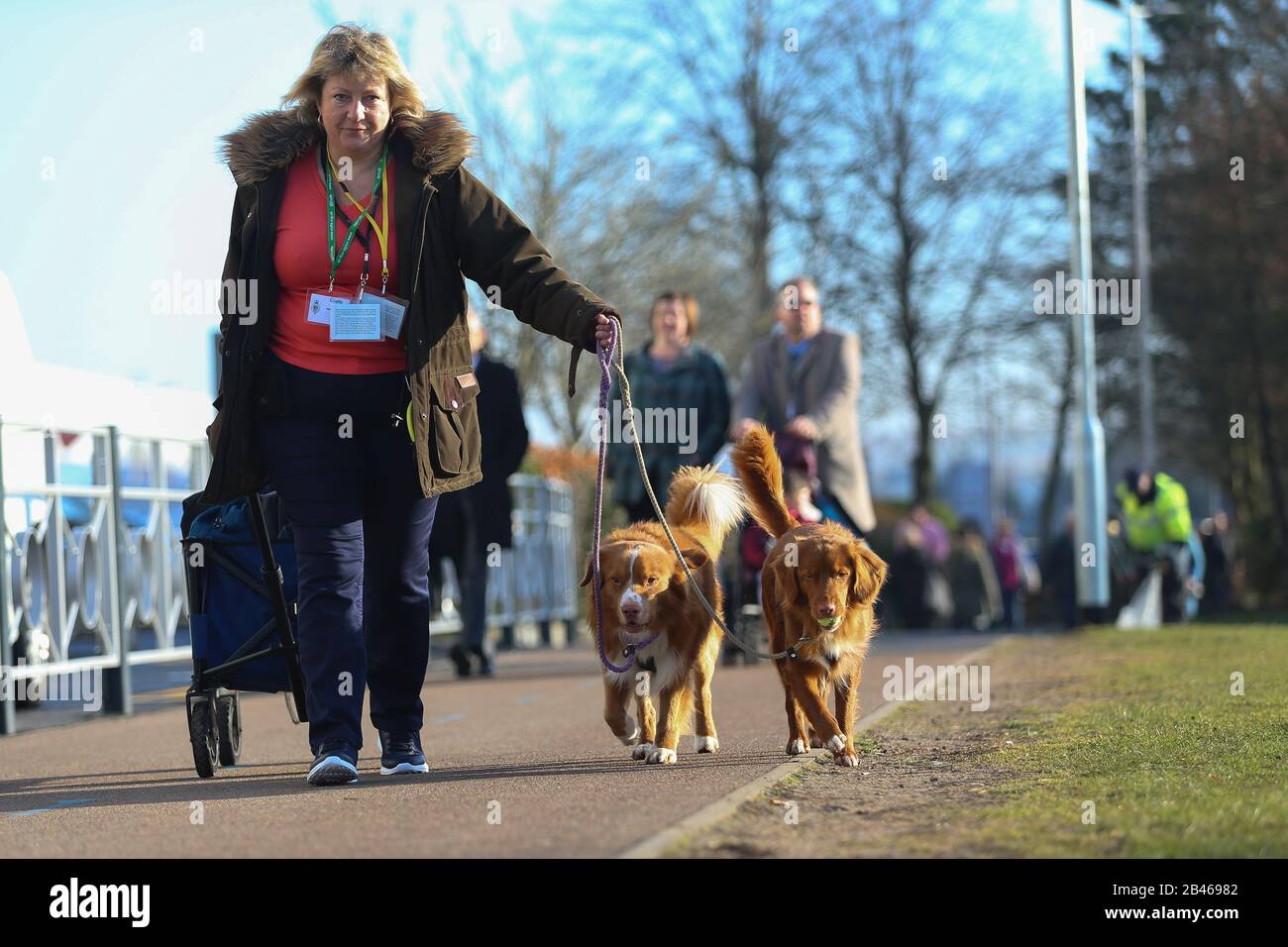 NEC Birmingham, Großbritannien. März 2020. "Gun Dog Day" bei Crufts in Birmingham sieht eine Vielzahl von Größen und Rassen für die Tagesschau eintreffen. Kredit: Peter Lopeman/Alamy Live News Stockfoto