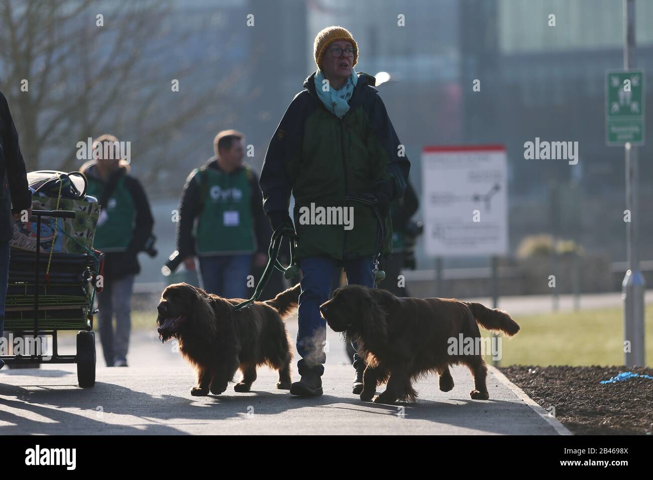 NEC Birmingham, Großbritannien. März 2020. "Gun Dog Day" bei Crufts in Birmingham sieht eine Vielzahl von Größen und Rassen für die Tagesschau eintreffen. Kredit: Peter Lopeman/Alamy Live News Stockfoto