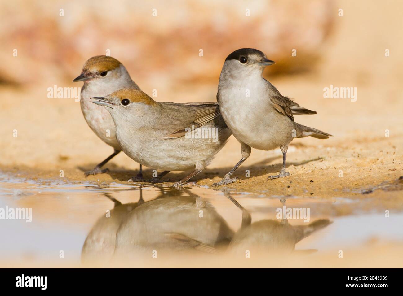 Eurasischen mönchsgrasmücke (Sylvia atricapilla) Stockfoto