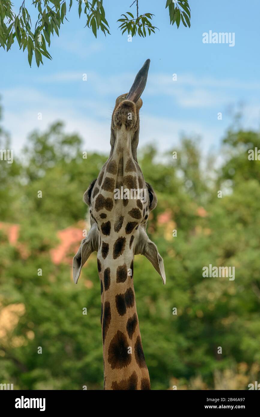 Giraffe, die mit ihrer Zunge hoch bis auf einige Blätter am Baum im Zoo pilsen reicht Stockfoto