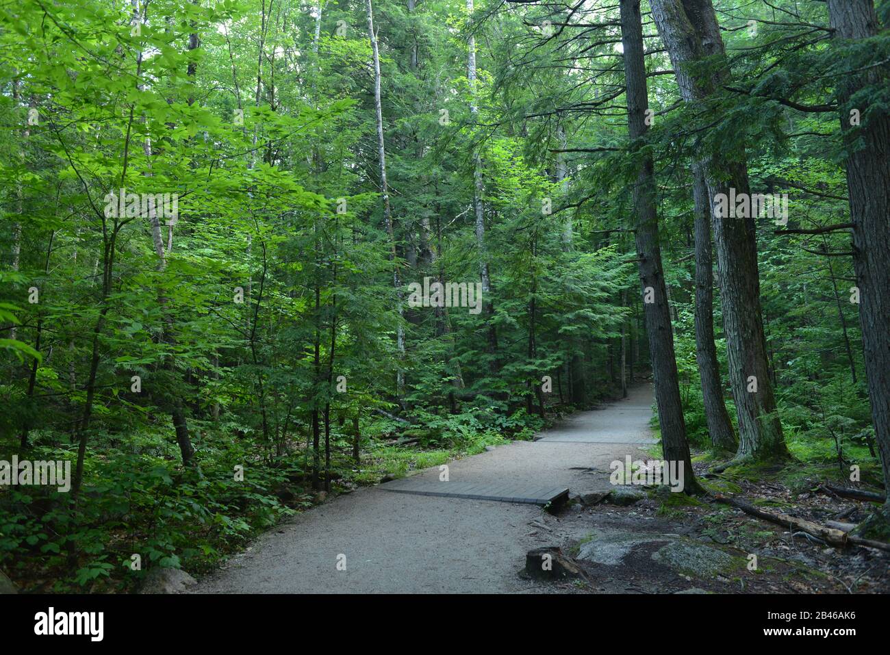 Waldweg, North Conway, New Hampshire, USA Stockfoto