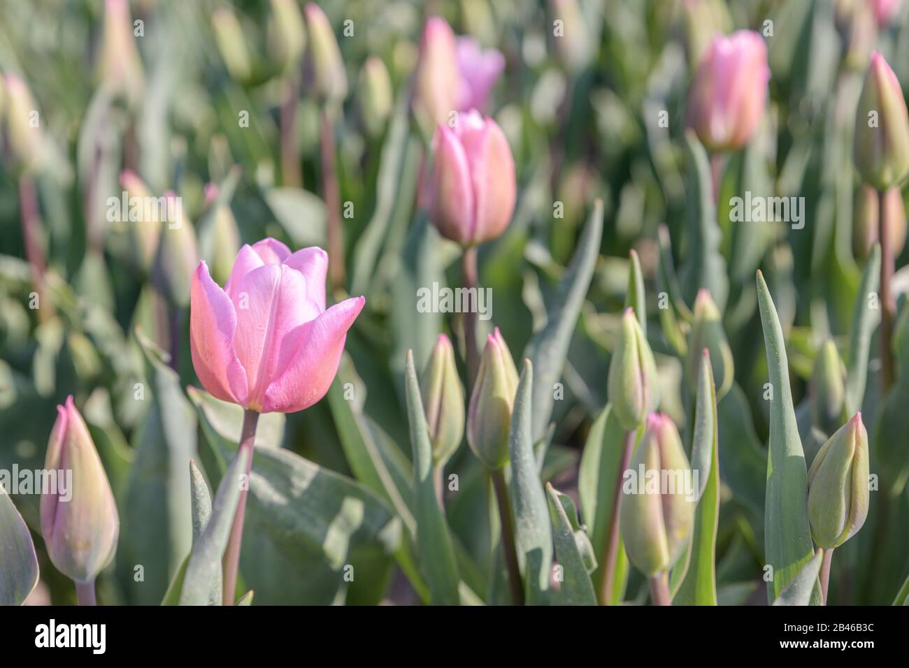 Im Frühling in Holland blüht in einem Tulpenfeld eine schöne rosafarbene Tulpe. Stockfoto