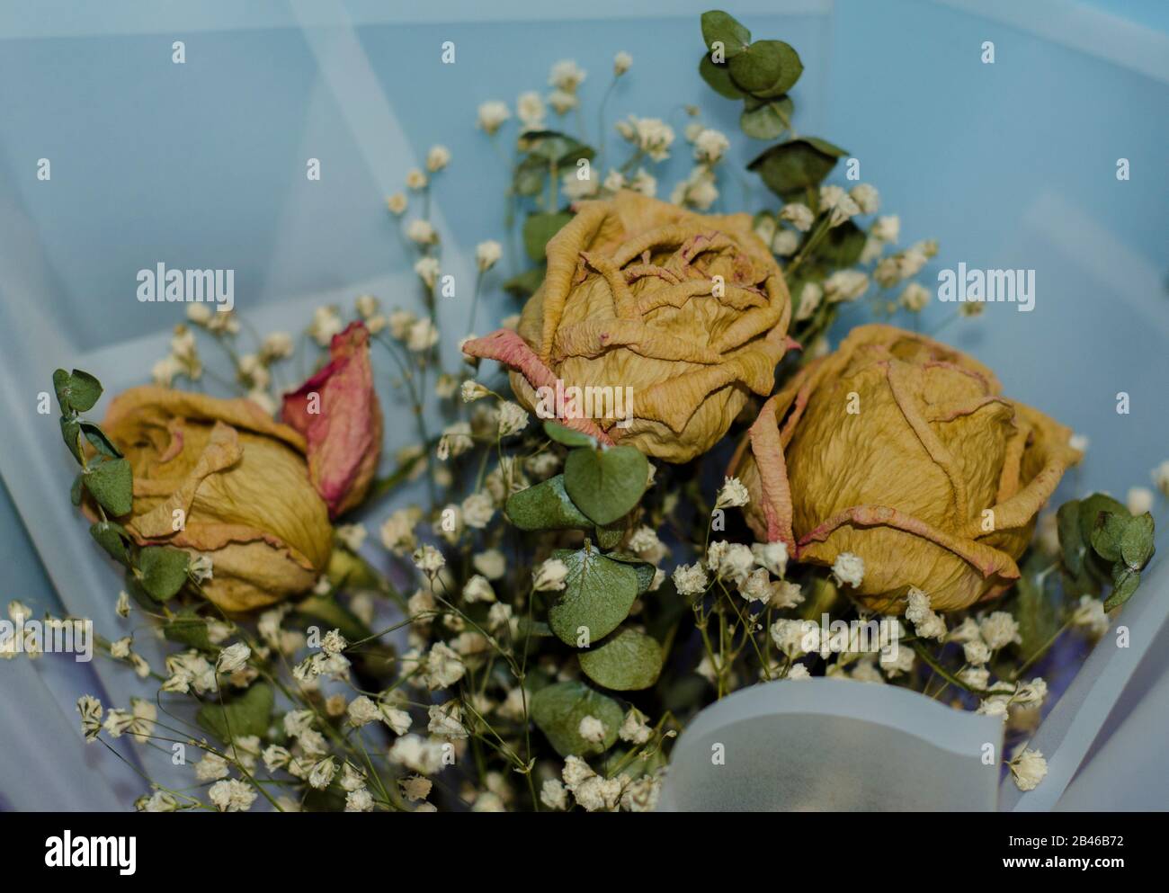 Getrocknete rose Blume Stockfoto