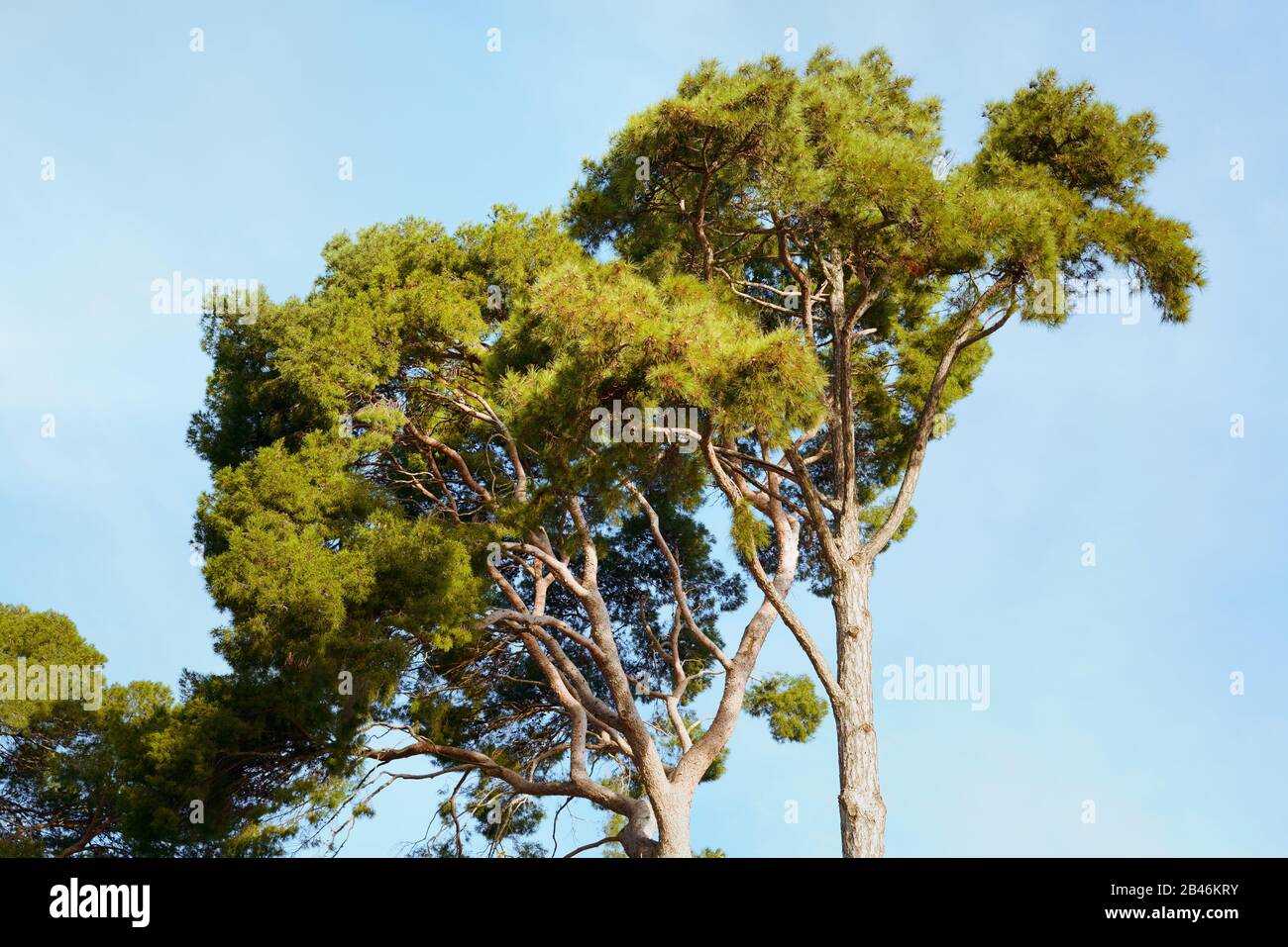 Pinie, Pinus Pinea. Der Kiefernbaum ist typisch für den mediterranen Raum. Stockfoto