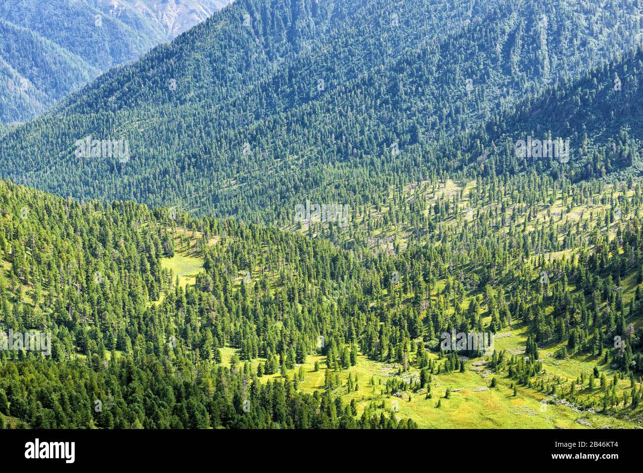 Alpenwald in Bergen Südsibiriens. Weiter Draufsicht über die dunkle Nadelteig-Taiga. August. Ostsayan. Tunkinski-Nationalpark. Russland Stockfoto