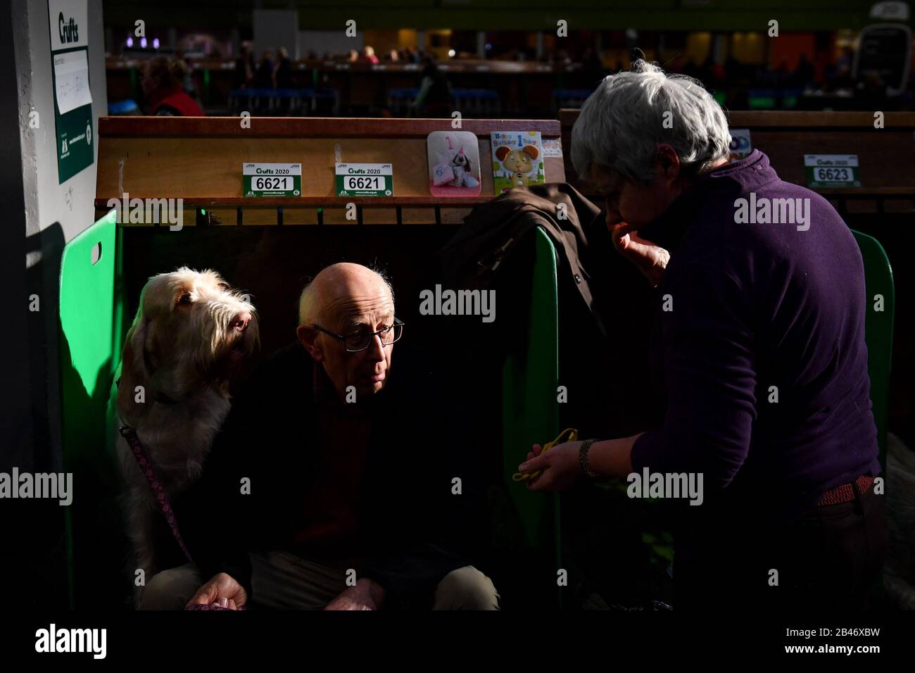 Ein Italiener Spinone und seine Besitzer im Birmingham National Exhibition Centre (NEC) für den zweiten Tag der Crufts Dog Show. Stockfoto