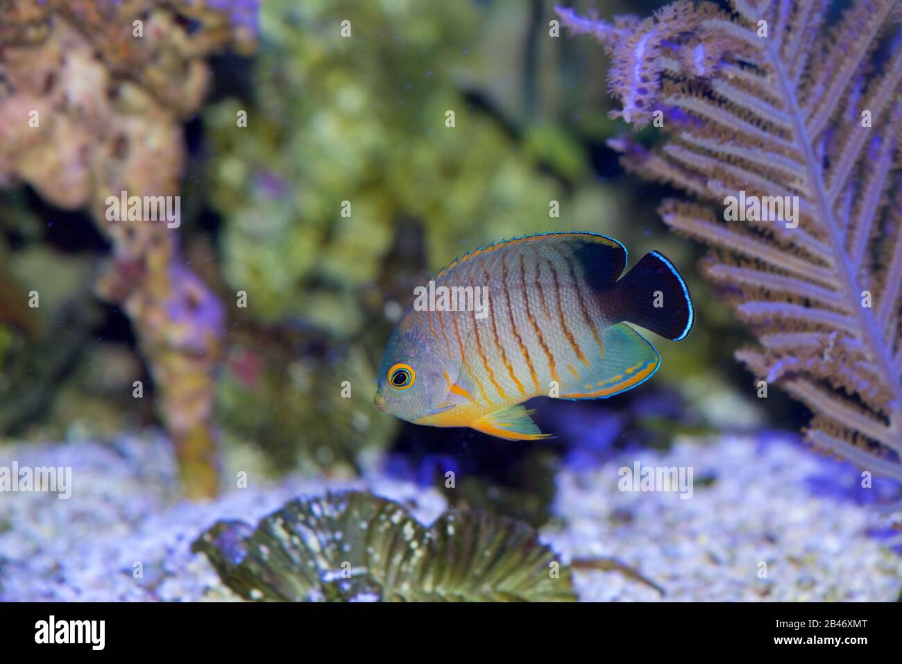 Eiblis Angelfisch, Centropyge Eibli, schwimmt in einem Korallenriffaquarium Stockfoto