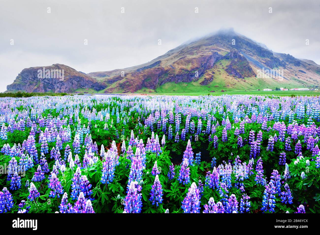 Unglaubliche Landschaft mit Berg- und Lupinenblumenfeld, Island, Europa Stockfoto