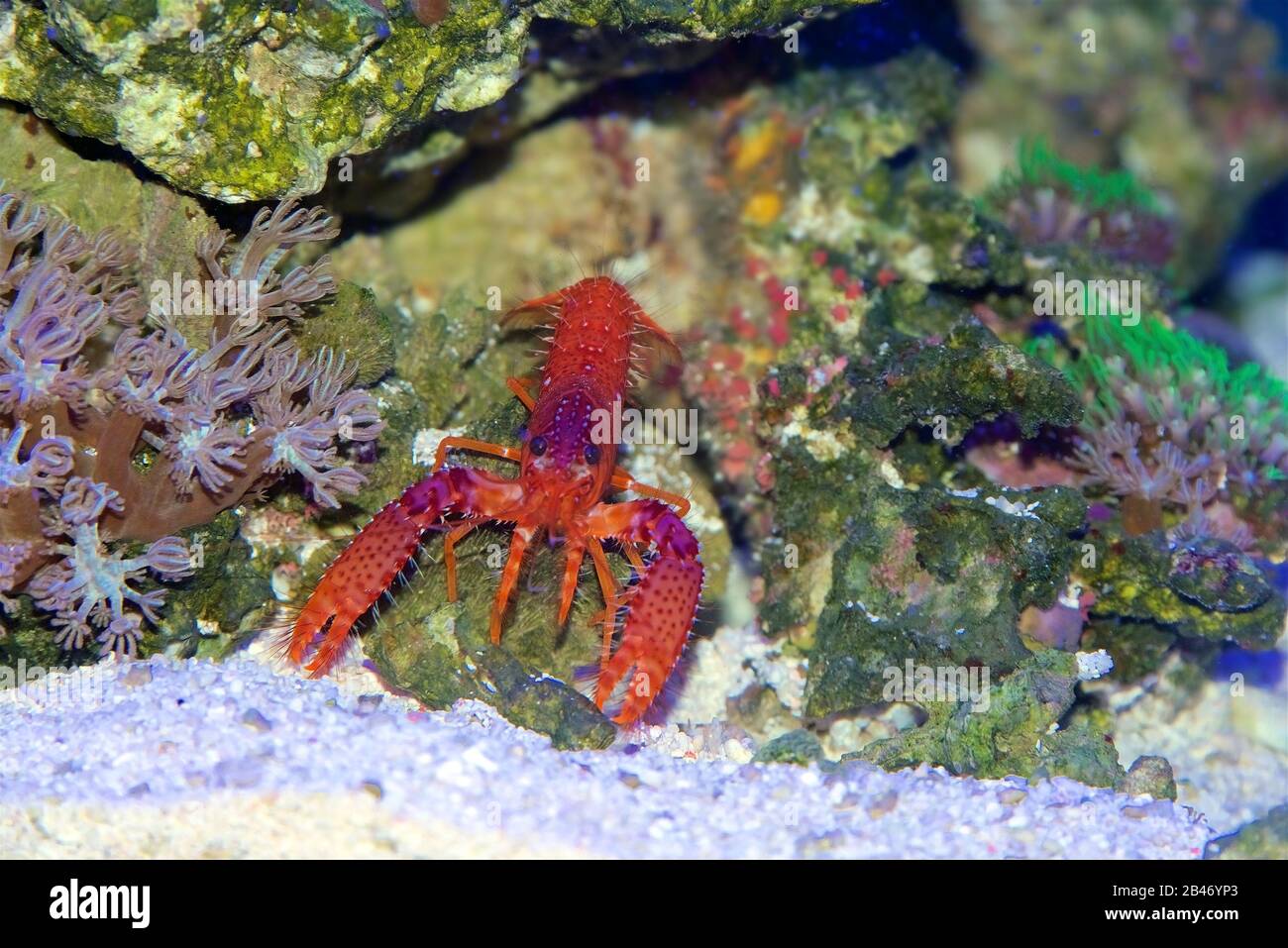 Daum's Reef Lobster, Enoplometopus daumi, ein kleiner tropischer Riff-Hummer mit roter und violetter Färbung Stockfoto