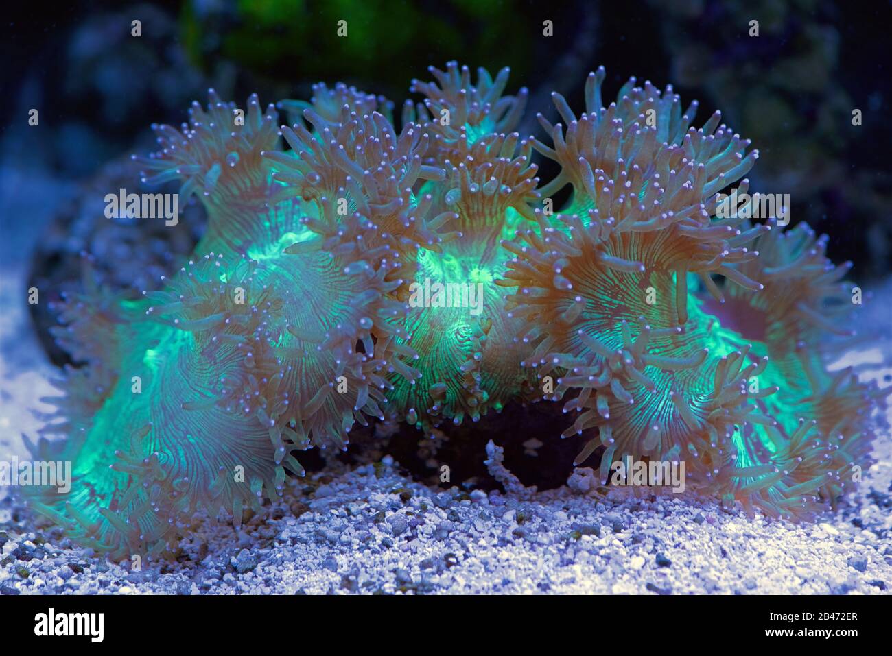 Elegance Coral, Catalaphyllia jardinei, eine steinige Koralle aus großem Polyp Stockfoto