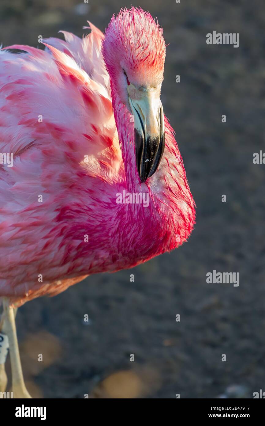 Anden Flamingo an Slimbridge Stockfoto