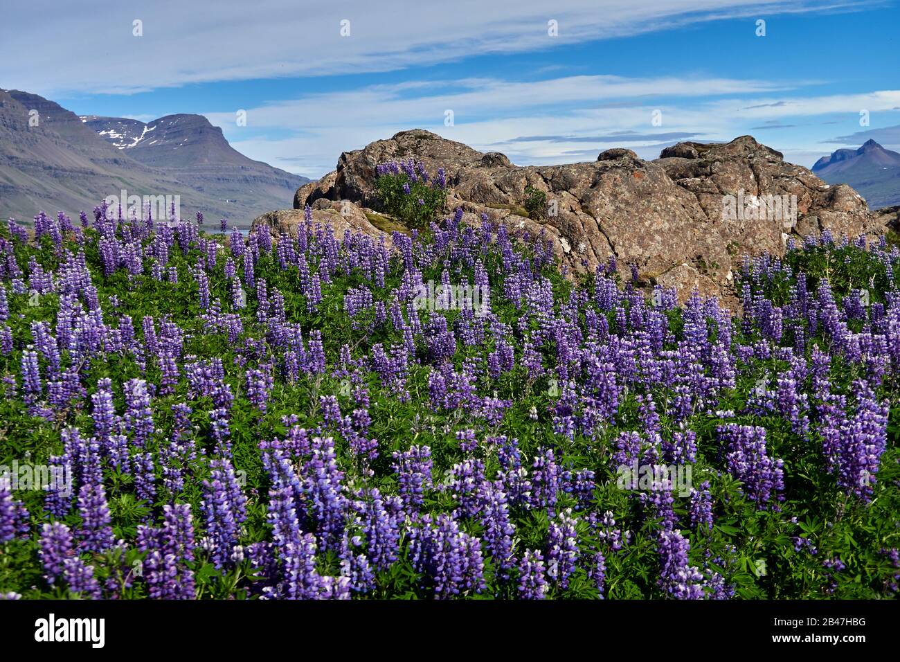 Europa, Island, Berufjordur-Fjord, Arktisches Lupinenfeld im Gebirge, Vulkangebiet Stockfoto