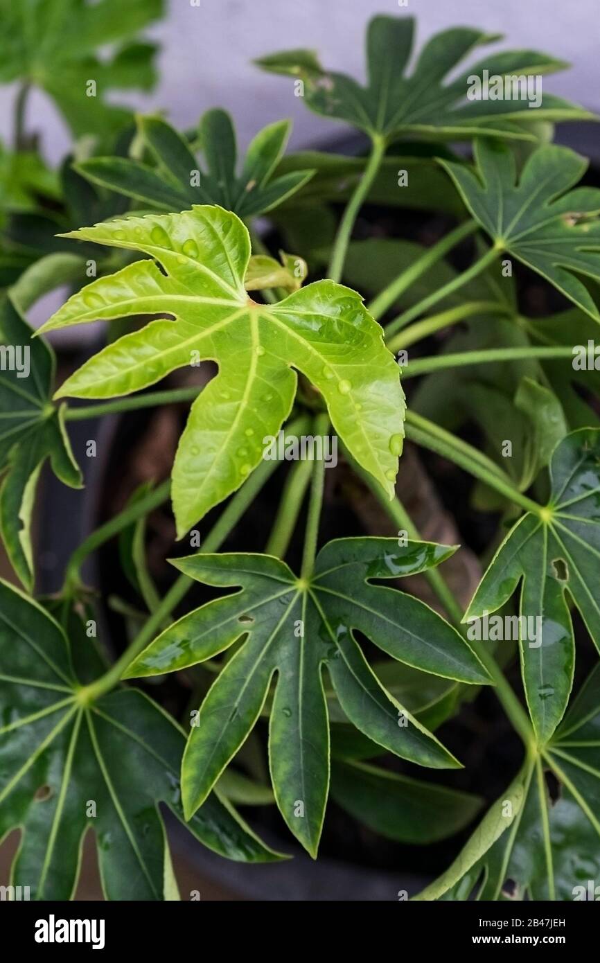 Ein neues Blatt, das auf einer Fatsia japonica Pflanze wächst. Stockfoto