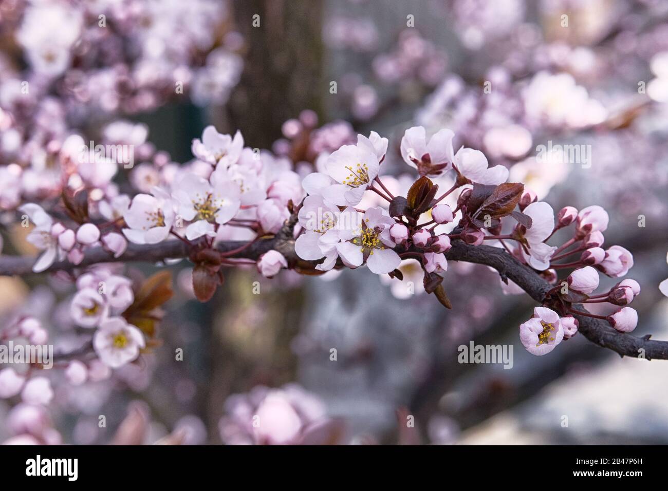 Aprikosenblüten mit leuchtend weißen Kronblättern. Grußkarte für den Tag der Frauen. Frühling verschwommener Hintergrund in Japan, violette Farbe. Stockfoto