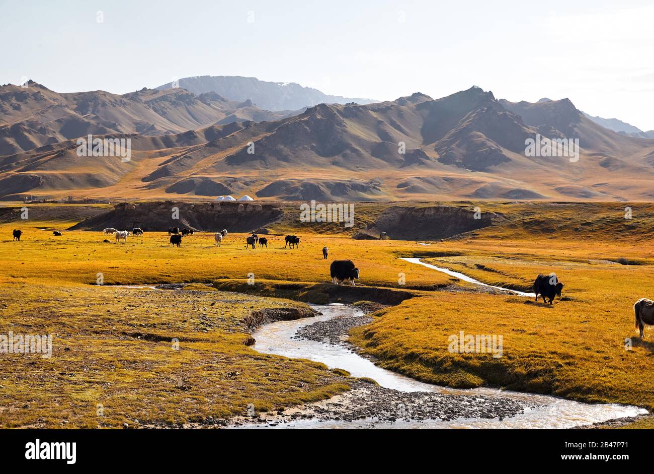 Herde von Yak, die Gras in der Nähe des Flusses im Bergtal von Kirgisistan, Zentralasien, kreuzen Stockfoto