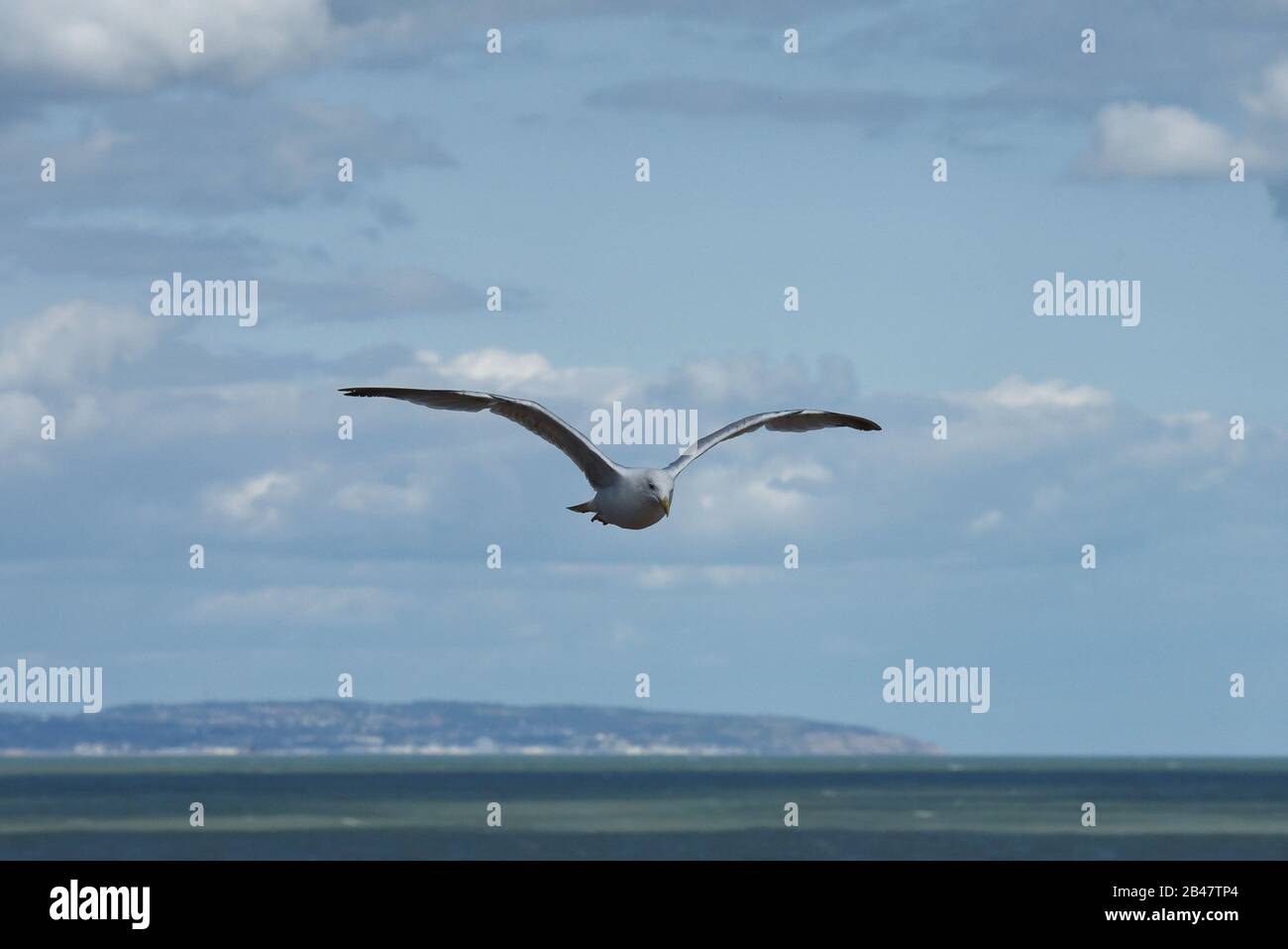 Möwe im Flug über Eastbourne, East Sussex Stockfoto