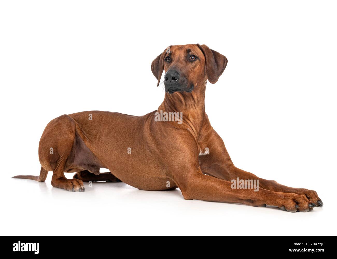 Rhodesian Ridgeback vor weißem Hintergrund Stockfoto