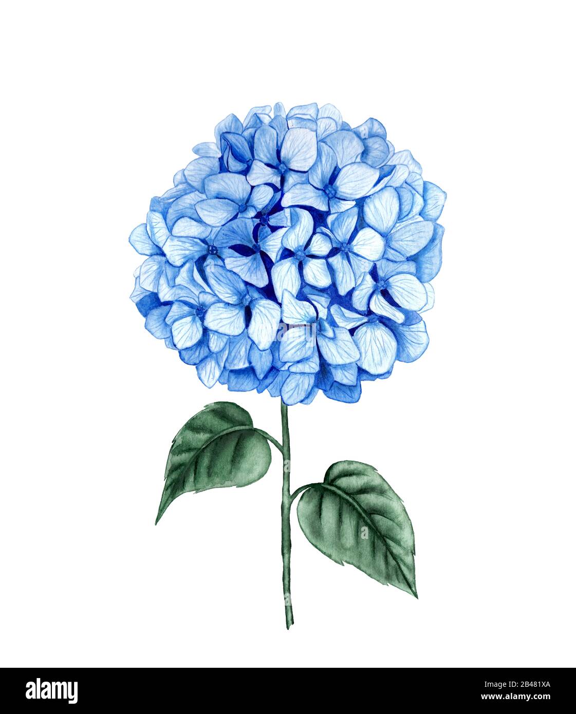 Hydrangea-Stamm-Aquarellzeichnung. Blaue Sommerblume isoliert auf weißem Grund. Für Postkarten, Drucke und Notepad-Design Stockfoto