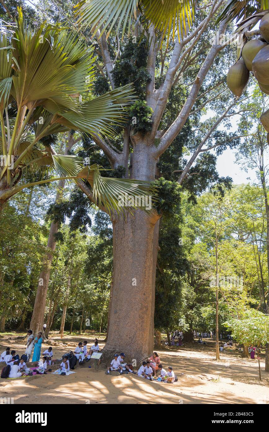 Kandy, Sri Lanka: 19.03.2019: Schulkinder und Lehrer im Botanischen Garten von Peradeniya, die unter dem Baum sitzen und Mittagessen essen. Stockfoto