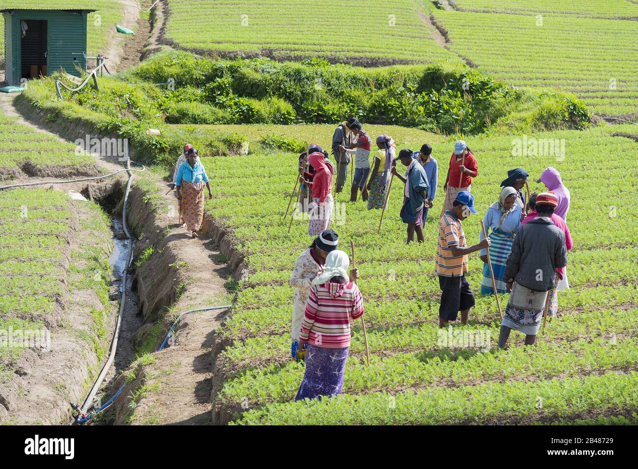 Nuwara Eliya, Sri Lanka: 21.03.2019: Landarbeiter, die Gemüseanbau betreiben. Stockfoto