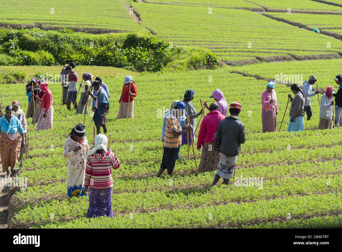 Nuwara Eliya, Sri Lanka: 21.03.2019: Landarbeiter auf einem Feld, der Gemüsepflanzen kultiviert Stockfoto