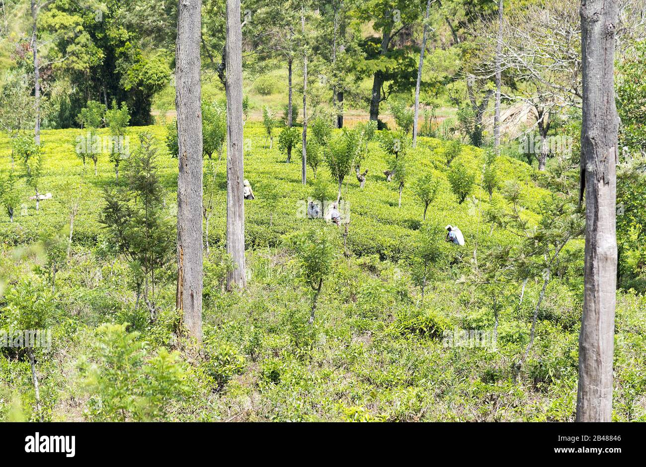 Nuwara Eliya, Sri Lanka: 21.03.2019: Teepicker in einer Teeplantage. Stockfoto