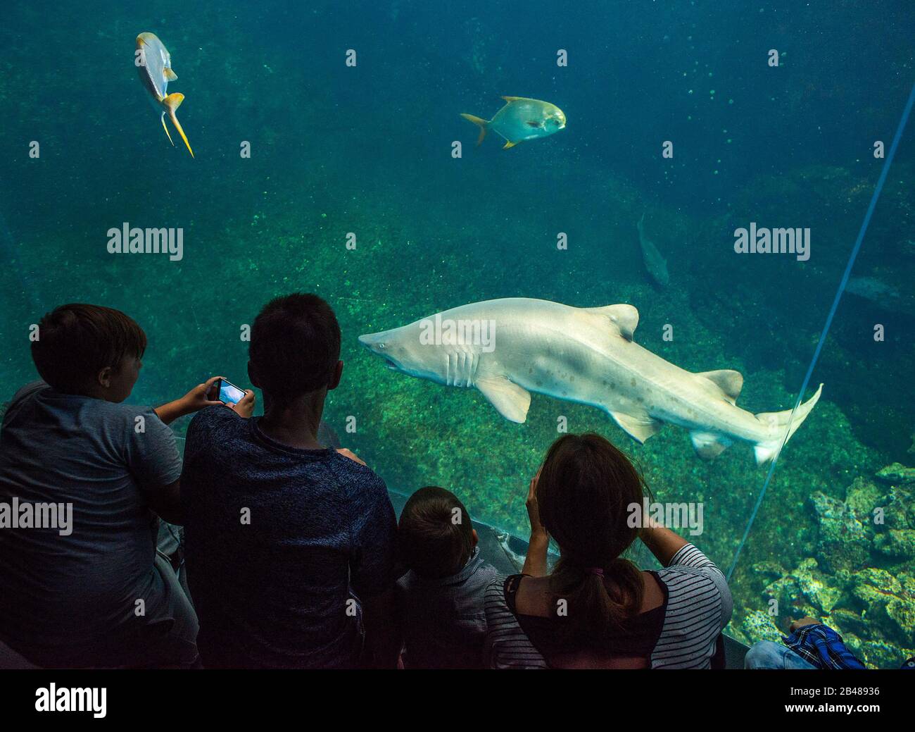 Familienbetrachtung Shark, Nausicaá Aquarium, Boulogne sur Mer, Frankreich Stockfoto