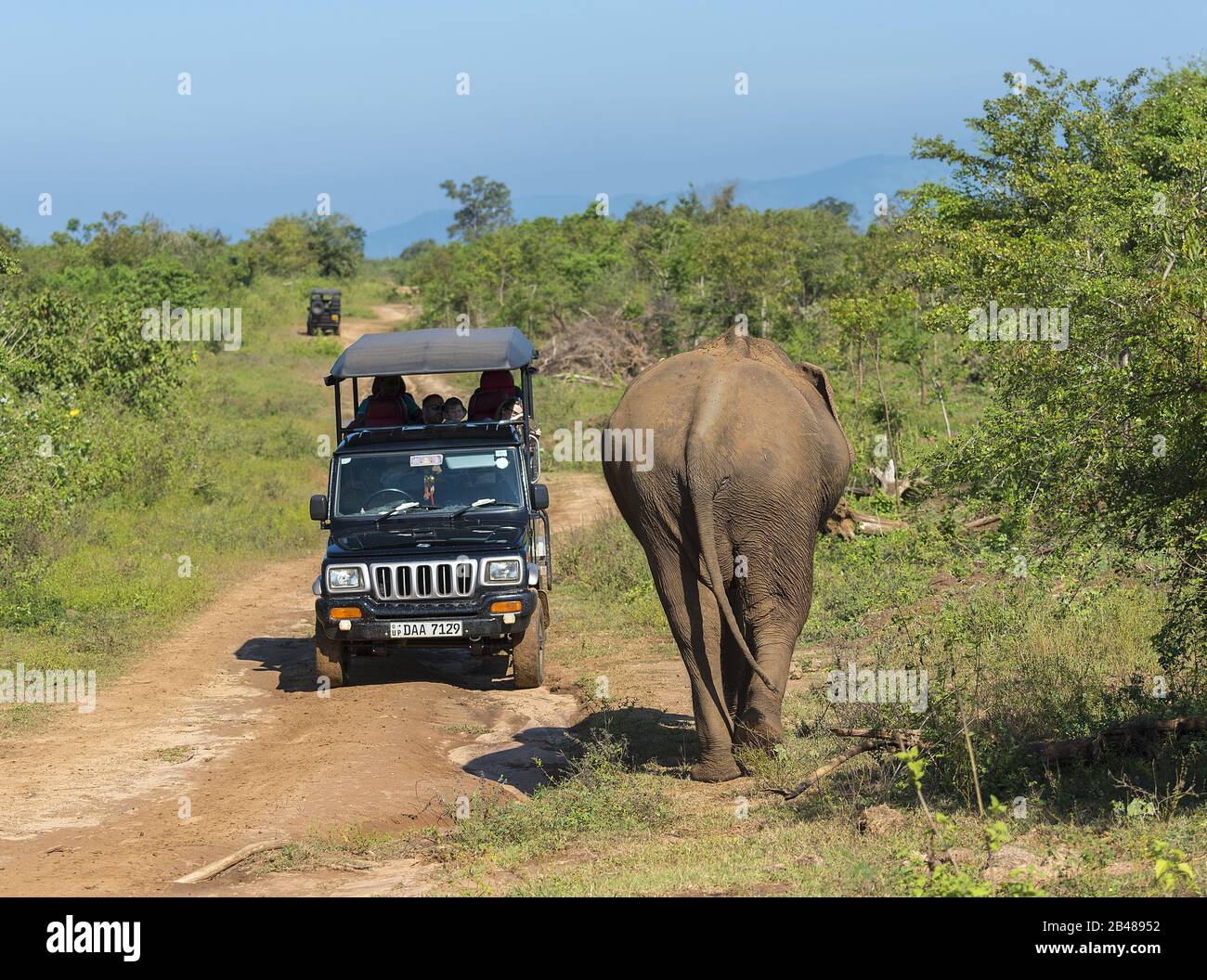 Udawalawe, Sri Lanka: 24.03.2019:Touristen in einem Safarifahrzeug, das Elefanten im Nationalpark betrachtet Stockfoto
