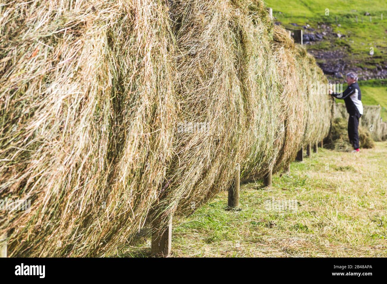 Trocknung in Múli Bordoy Insel mit Vidareidi in Vidoy Insel hinter Wiesen geerntet Stockfoto