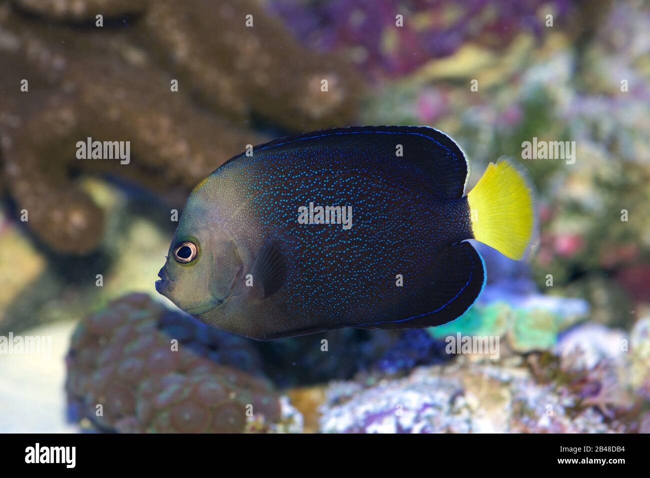 Gelbschwanz Poma Angelfish, Chaetodontoplus caeruleopunctatus, auch bekannt als Black Velvet Angelfish Stockfoto