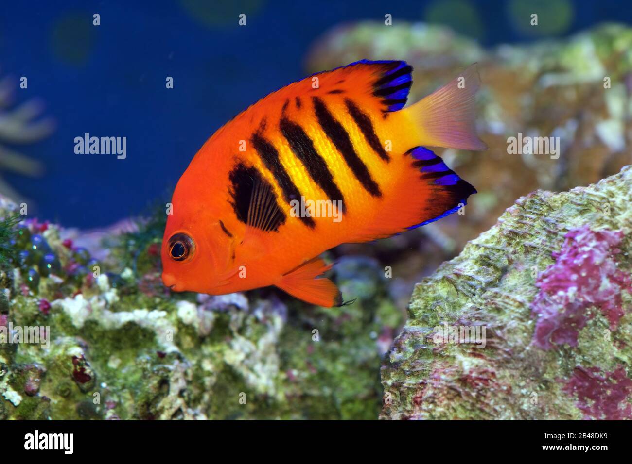 Flame Angelfish, Centropyge loricula, ist ein Zwerg- oder Pygmäen-Meeresangelfisch aus den tropischen Gewässern des Pazifischen Ozeans Stockfoto