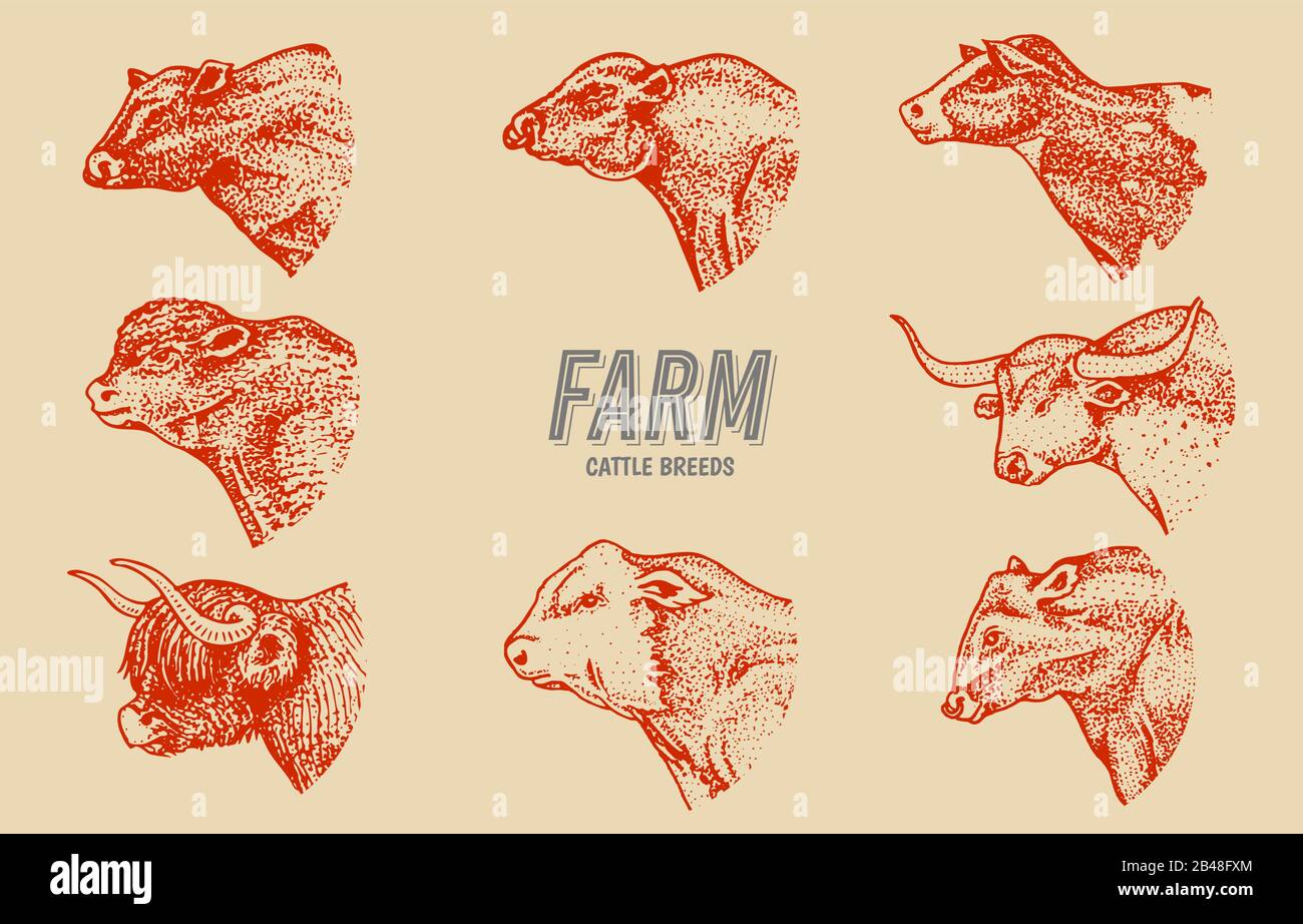 Kühe im Vintage-Stil. Rinderköpfe. Longhorn Scottish Highland Holsteins Black Angus. Portrait von Bauernbullen oder Haustieren. Hand gezogen Stock Vektor