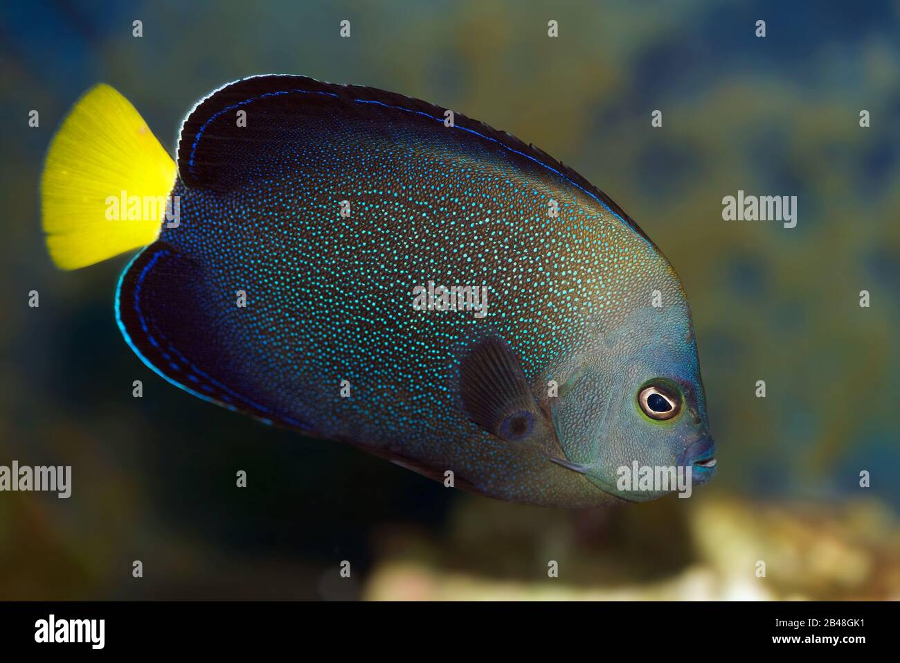 Gelbschwanz Poma Angelfish, Chaetodontoplus caeruleopunctatus, auch bekannt als Black Velvet Angelfish Stockfoto